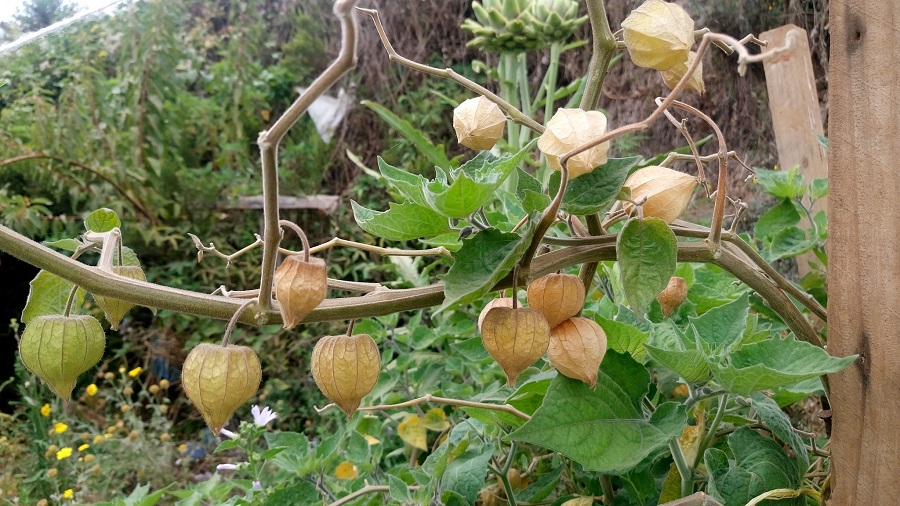 Uchuva Tree La uchuva es una fruta carnosa, jugosa y muy nutritiva – La Pluma